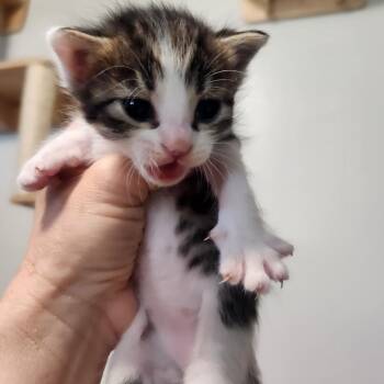 Zipporah -  Domestic Short Hair Cat for Adoption in Layton, Utah - Zipporah | PetCurious