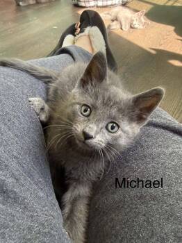 Domestic Short Hair Cats Available for Adoption in WDM, Iowa - Michael | PetCurious