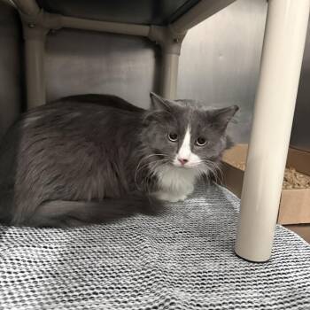 Meowy -  Domestic Short Hair Cat for Adoption in Newark, New Jersey - Meowy | PetCurious