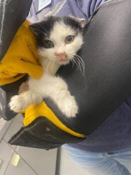 Domestic Short Hair Cats Available for Adoption - Carolina Reper-Barncat | PetCurious