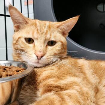 Elmo -  Domestic Short Hair Cat for Adoption in Columbus, North Carolina - Elmo | PetCurious