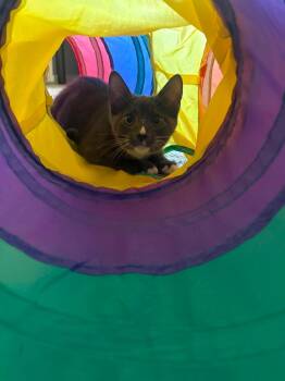ONIX -  Domestic Short Hair Cat for Adoption in Shakespeare, Ontario - ONIX | PetCurious