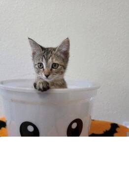 Flirtatious Fay -  Domestic Short Hair Cat for Adoption in Colorado Springs, Colorado - Flirtatious Fay | PetCurious
