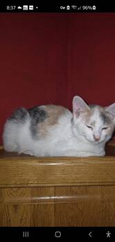 Karen -  Calico Cat for Adoption in Muncie, Indiana - Karen | PetCurious