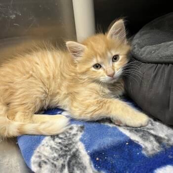 Bixby -  Domestic Short Hair Cat Available for Adoption in Detroit Lakes, Minnesota - Bixby | PetCurious