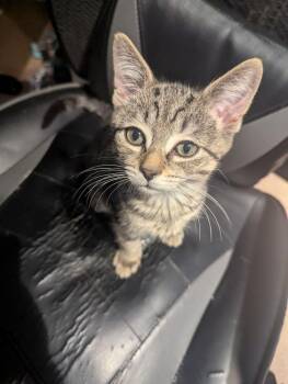 Rude Boy/Rudy -  Domestic Short Hair Cat for Adoption in Plymouth, Michigan - Rude Boy/Rudy | PetCurious