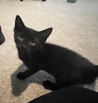 Ryuk -  Domestic Short Hair Cat for Adoption in Liverpool, Texas - Ryuk | PetCurious