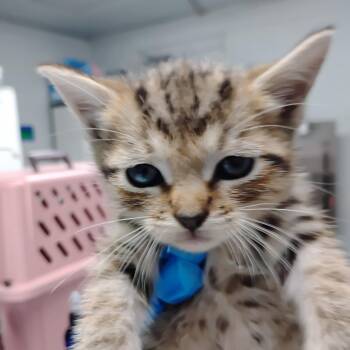 Juliet @ PetSmart in Azalea Square -  Domestic Short Hair Cat for Adoption in Summerville, South Carolina - Juliet @ PetSmart In Azalea Square | PetCurious
