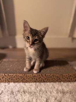 Rescue Domestic Short Hair Cats for Adoption in San Diego, California - Muffin | PetCurious