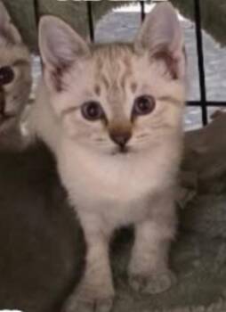Jon Snow -  Siamese Cat for Adoption in Valley Park, Oklahoma - Jon Snow | PetCurious
