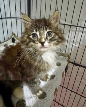 Domestic Medium Hair Cats Available for Adoption - Vernal | PetCurious