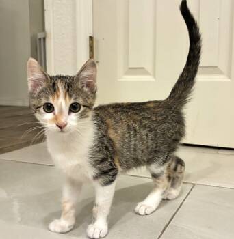Princess Peach -  Domestic Short Hair Cat for Adoption in Bentonville, Arkansas - Princess Peach | PetCurious