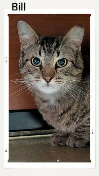 Domestic Short Hair Cats Available for Adoption in Caistor Centre, Ontario - Bill | PetCurious