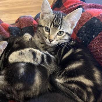 Craig -  Domestic Medium Hair Cat for Adoption in Springfield, Oregon - Craig | PetCurious