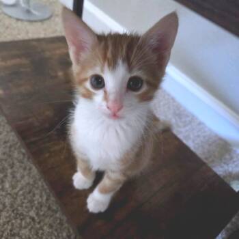 Rescue Domestic Short Hair Cats for Adoption in Austin, Texas - Queso 22 | PetCurious