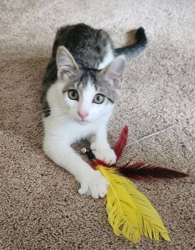 Rescue Domestic Short Hair Cats for Adoption in Leesburg, Virginia - Route 15 Sisters: Jamie & Mona | PetCurious