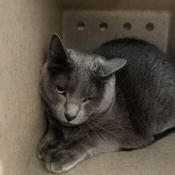 Domestic Short Hair Cats Available for Adoption - Sugar Baby | PetCurious