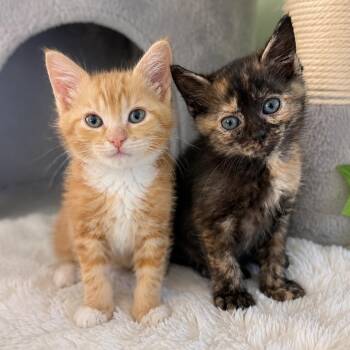 Splash and Sandy (bonded) -  Domestic Short Hair Cat for Adoption in Lemoyne, Pennsylvania - Splash And Sandy (bonded) | PetCurious