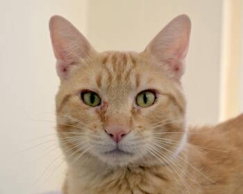 Rescue Domestic Short Hair Cats for Adoption in Corrales, New Mexico - Toby | PetCurious