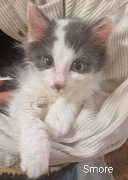 Smore -  Domestic Medium Hair Cat for Adoption in Vancouver, Washington - Smore | PetCurious