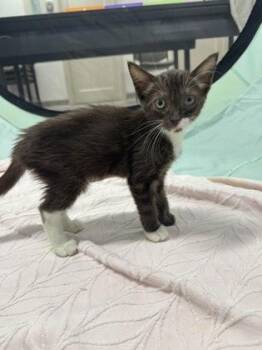 Espresso -  Domestic Short Hair Cat for Adoption in Honolulu, Hawaii - Espresso | PetCurious
