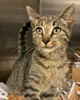 Domestic Short Hair Cats Available for Adoption in San Antonio, Texas - Mister | PetCurious