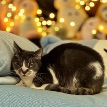 BOGART -  Domestic Short Hair Cat for Adoption - BOGART | PetCurious