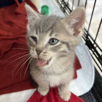 Zimmer -  Domestic Short Hair Cat for Adoption in Cincinnati, Ohio - Zimmer | PetCurious