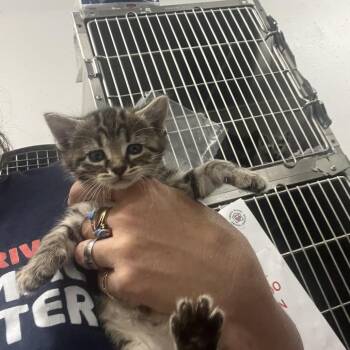 Diamond -  Domestic Short Hair Cat for Adoption in Idaho Falls, Idaho - Diamond | PetCurious