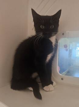 Kawai -  Domestic Short Hair Cat for Adoption in Fall River, Massachusetts - Kawai | PetCurious