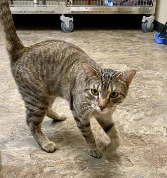Sleepy -  Domestic Short Hair and Tabby Cat for Adoption in Fargo, North Dakota - Sleepy | PetCurious