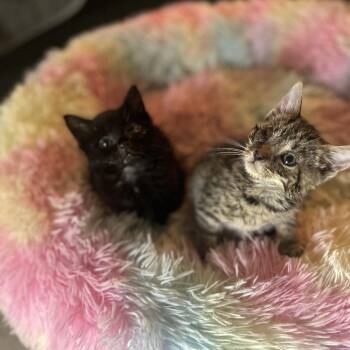 Midnight -  Domestic Short Hair Cat for Adoption in Philadelphia, Pennsylvania - Midnight | PetCurious