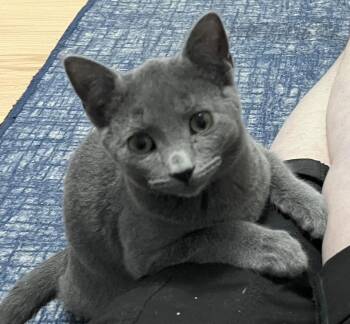 Domestic Short Hair Cats Available for Adoption - Potato Head | PetCurious