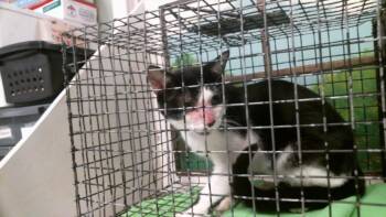 CIAO -  Domestic Short Hair Cat for Adoption in Houston, Texas - CIAO | PetCurious