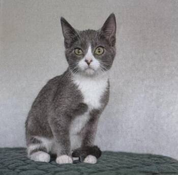 Domestic Short Hair Cats Available for Adoption in Fort Madison, Iowa - Lily | PetCurious