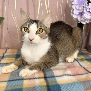 Cici -  Domestic Short Hair Cat for Adoption in Long Beach, Mississippi - Cici | PetCurious