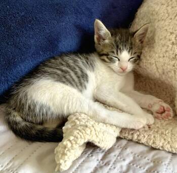 Tabby and Domestic Short Hair Cats Available for Adoption in Campbell, California - Lena | PetCurious