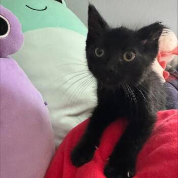 Ember -  Domestic Short Hair Cat for Adoption in Edwardsville, Illinois - Ember | PetCurious