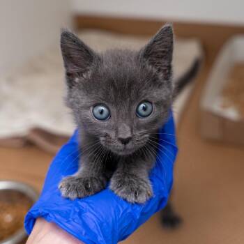 Popeye -  Domestic Short Hair Cat for Adoption in New York, New York - Popeye | PetCurious