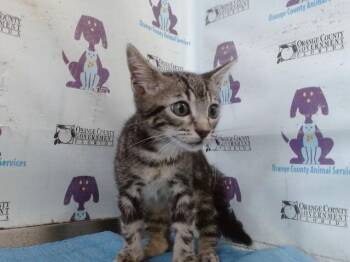 GREY GOOSE -  Domestic Short Hair Cat for Adoption in Orlando, Florida - GREY GOOSE | PetCurious