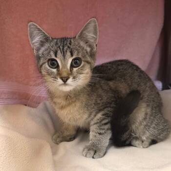 Felicia -  Domestic Short Hair Cat for Adoption in Owosso, Michigan - Felicia | PetCurious