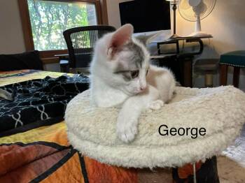 Domestic Short Hair Cats Available for Adoption in Crystal Lake, Illinois - George | PetCurious