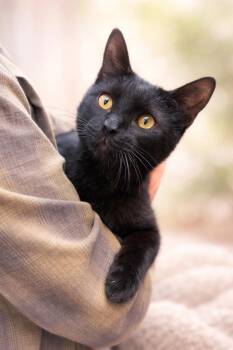 Bombay and Domestic Short Hair Cats Available for Adoption - Wishes Napa | PetCurious