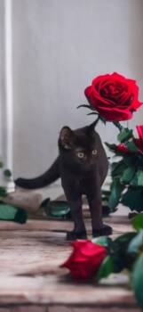 Rescue Domestic Short Hair Cats for Adoption in Jim Thorpe, Pennsylvania - Jackie | PetCurious