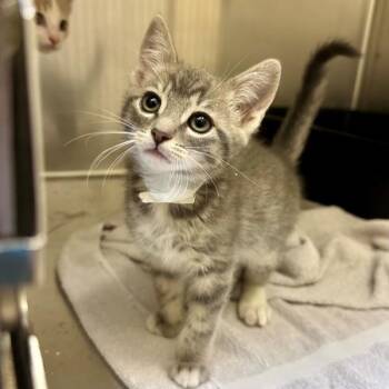 Domestic Short Hair Cats Available for Adoption in Walnut Creek, California - Ribby | PetCurious