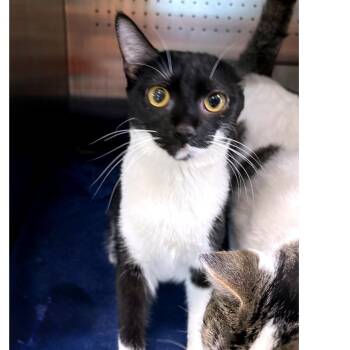 Goobus -  Domestic Short Hair Cat for Adoption in Austin, Texas - Goobus | PetCurious