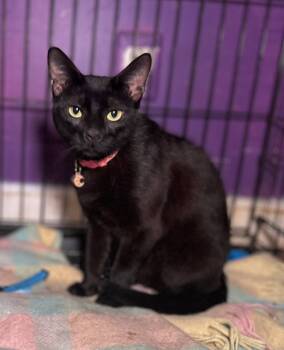 Rescue Domestic Short Hair Cats for Adoption in Philadelphia, Pennsylvania - Onyx | PetCurious