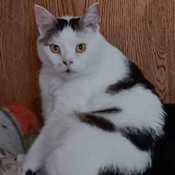 Stubby -  American Bobtail Cat for Adoption in Winchester, Virginia - Stubby | PetCurious