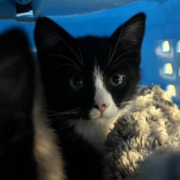 Teletubby -  Domestic Short Hair Cat for Adoption in Durango, Colorado - Teletubby | PetCurious