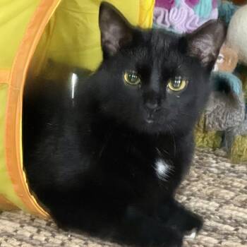 Domestic Short Hair Cats Available for Adoption - Pudding | PetCurious